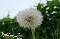 Fiori, Piante, natura_42
